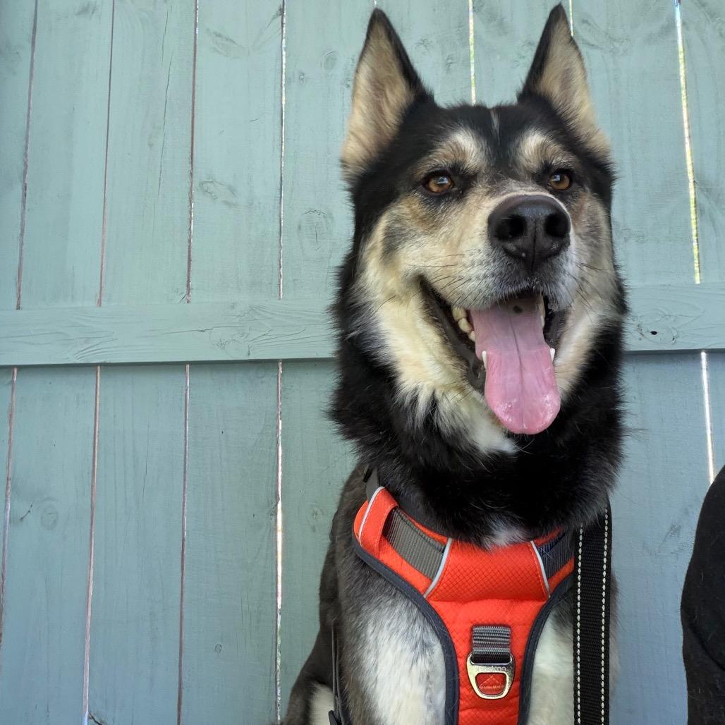 Enlarge Lobo, a Adoptable mixed breed in Troy, VA image 1/6