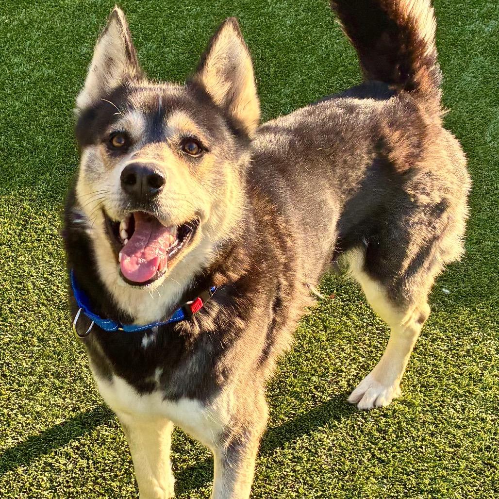 Enlarge Lobo, a Adoptable mixed breed in Troy, VA image 2/4