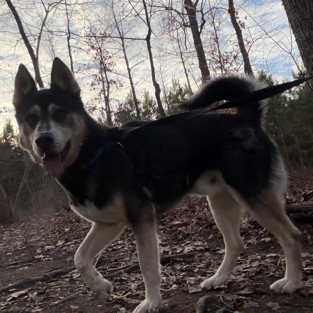 Enlarge Lobo, a Adoptable mixed breed in Troy, VA image 3/4