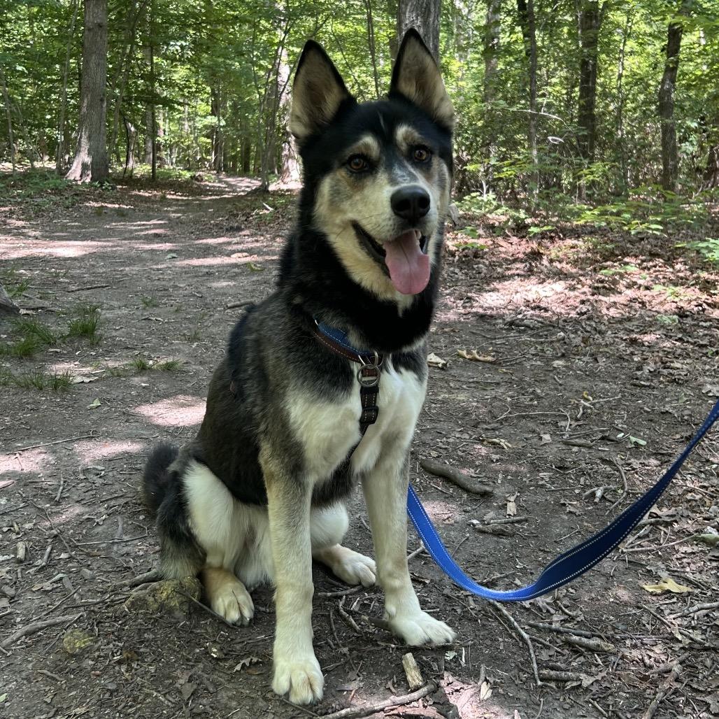 Enlarge Lobo, a Adoptable mixed breed in Troy, VA image 3/6