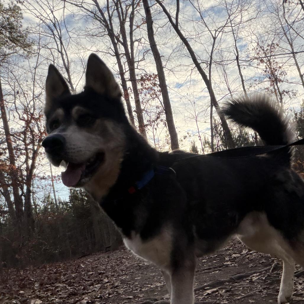 Enlarge Lobo, a Adoptable mixed breed in Troy, VA image 4/4
