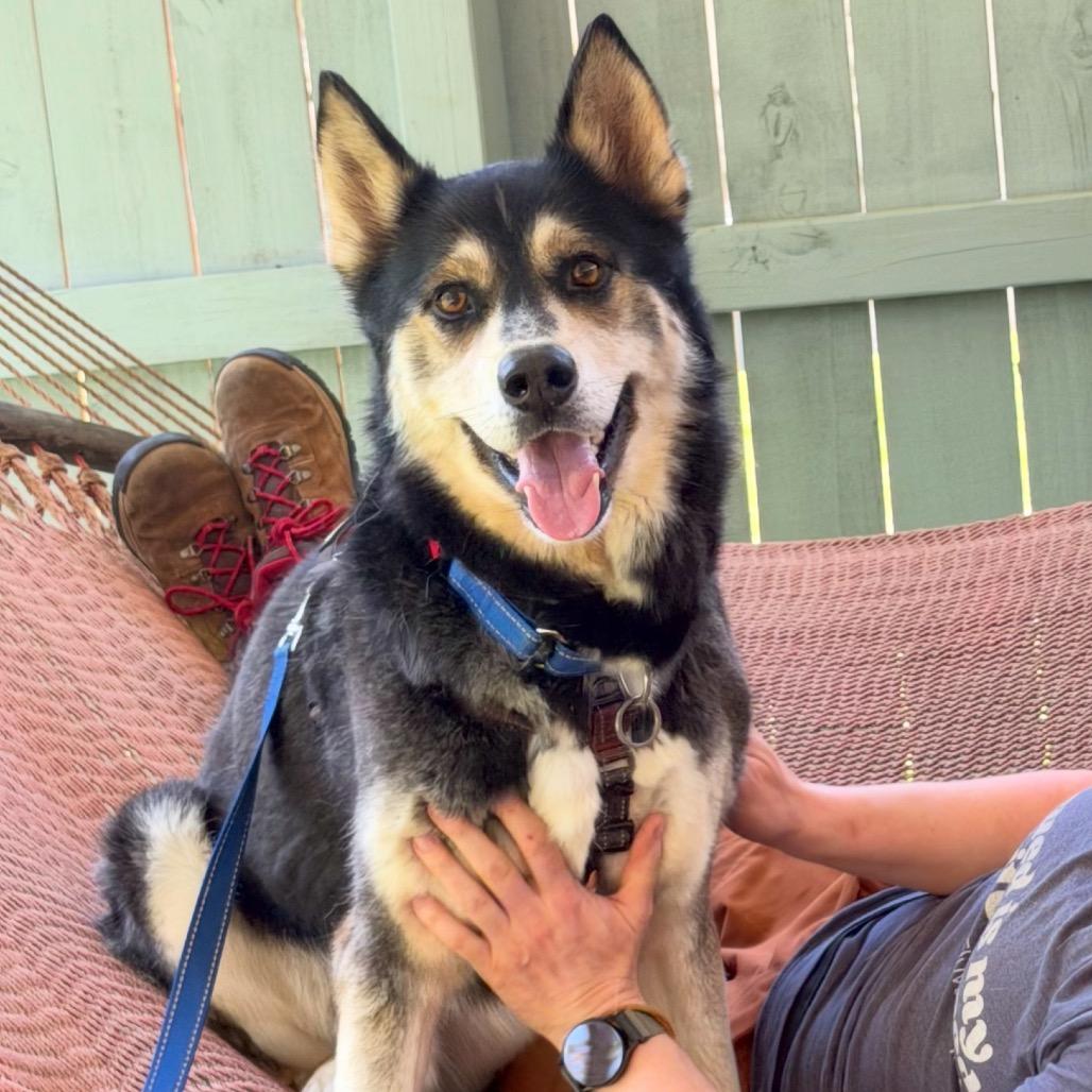 Enlarge Lobo, a Adoptable mixed breed in Troy, VA image 4/6