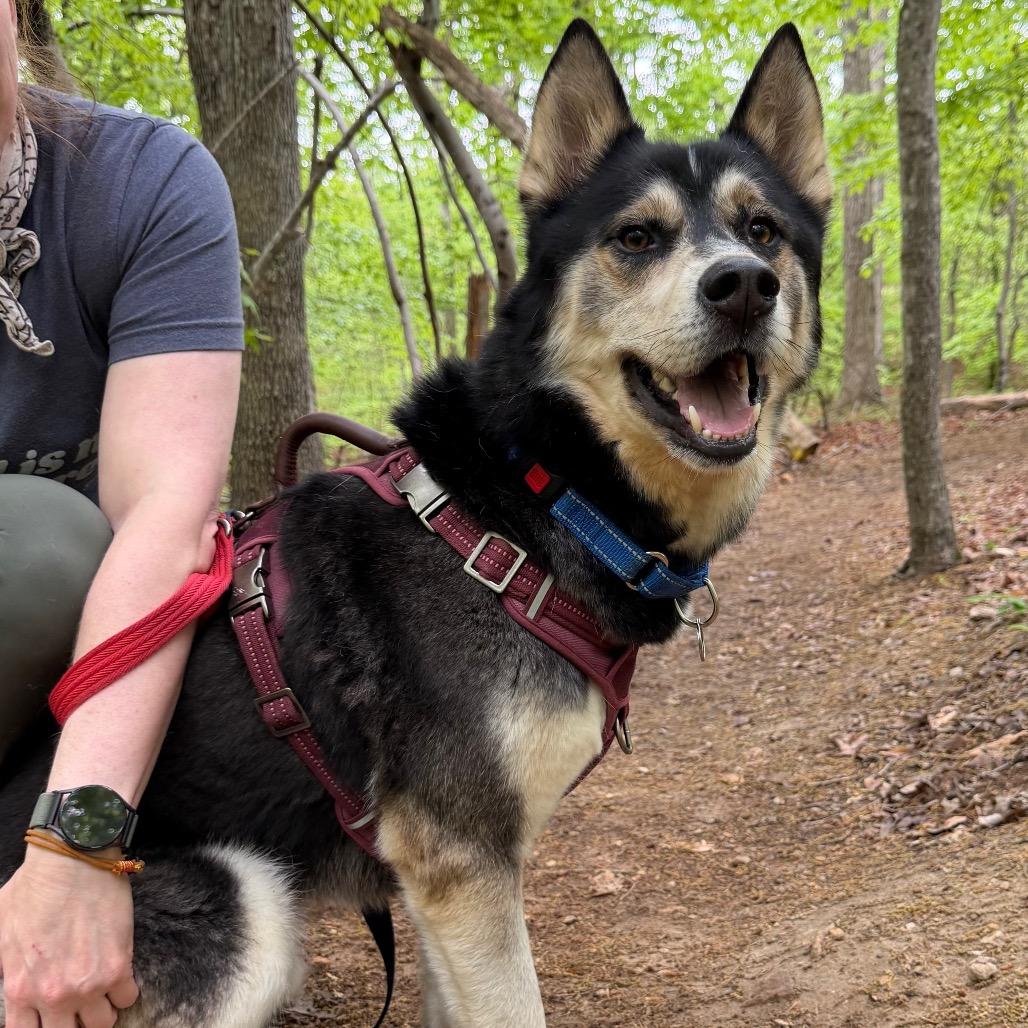 Enlarge Lobo, a Adoptable mixed breed in Troy, VA image 5/6