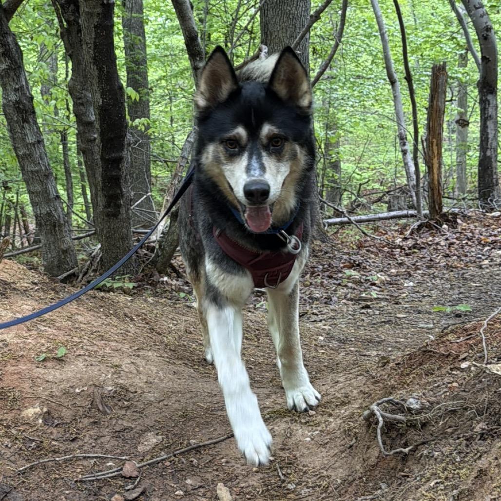 Enlarge Lobo, a Adoptable mixed breed in Troy, VA image 6/6