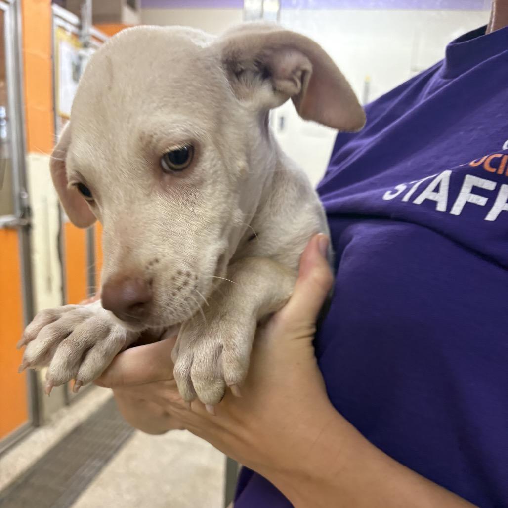 Chorizo, Adoptable, Puppy Male Mixed Breed.
