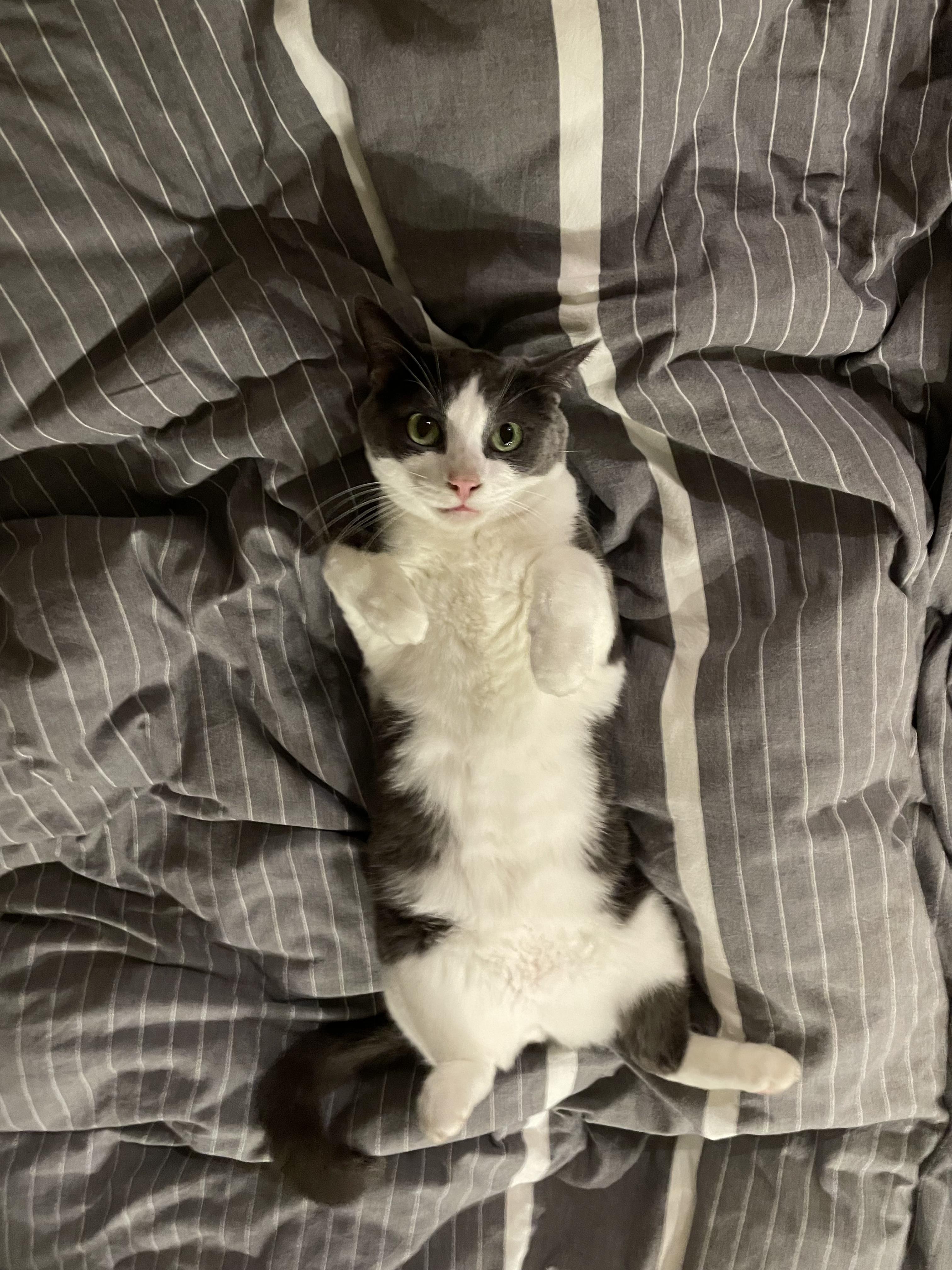 Mickey, an adopted Tuxedo in Oakland, CA image 3/5