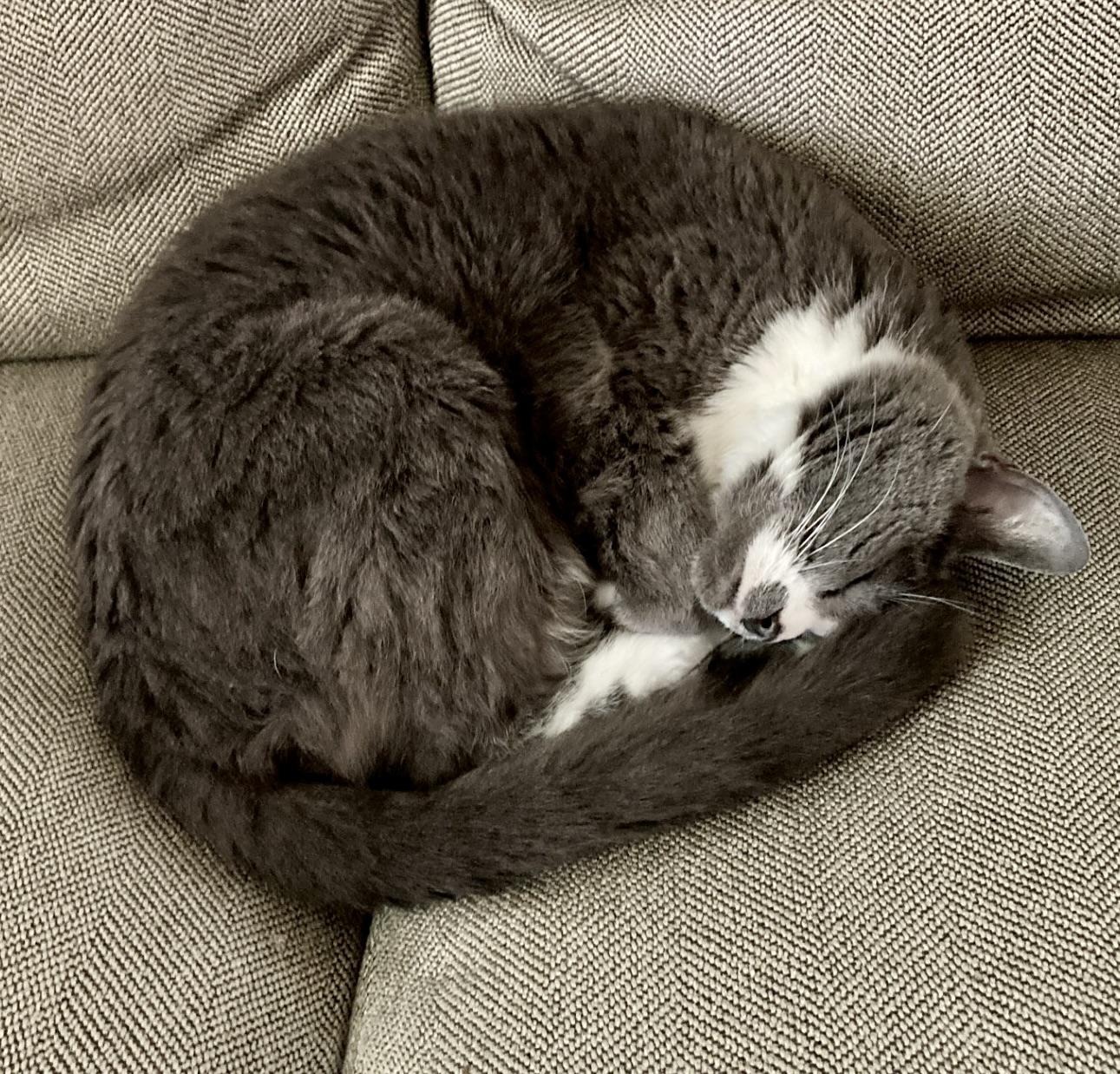 Enlarge Misty, a ADOPTABLE Domestic Short Hair in BLACK MOUNTAIN, NC image 4/5