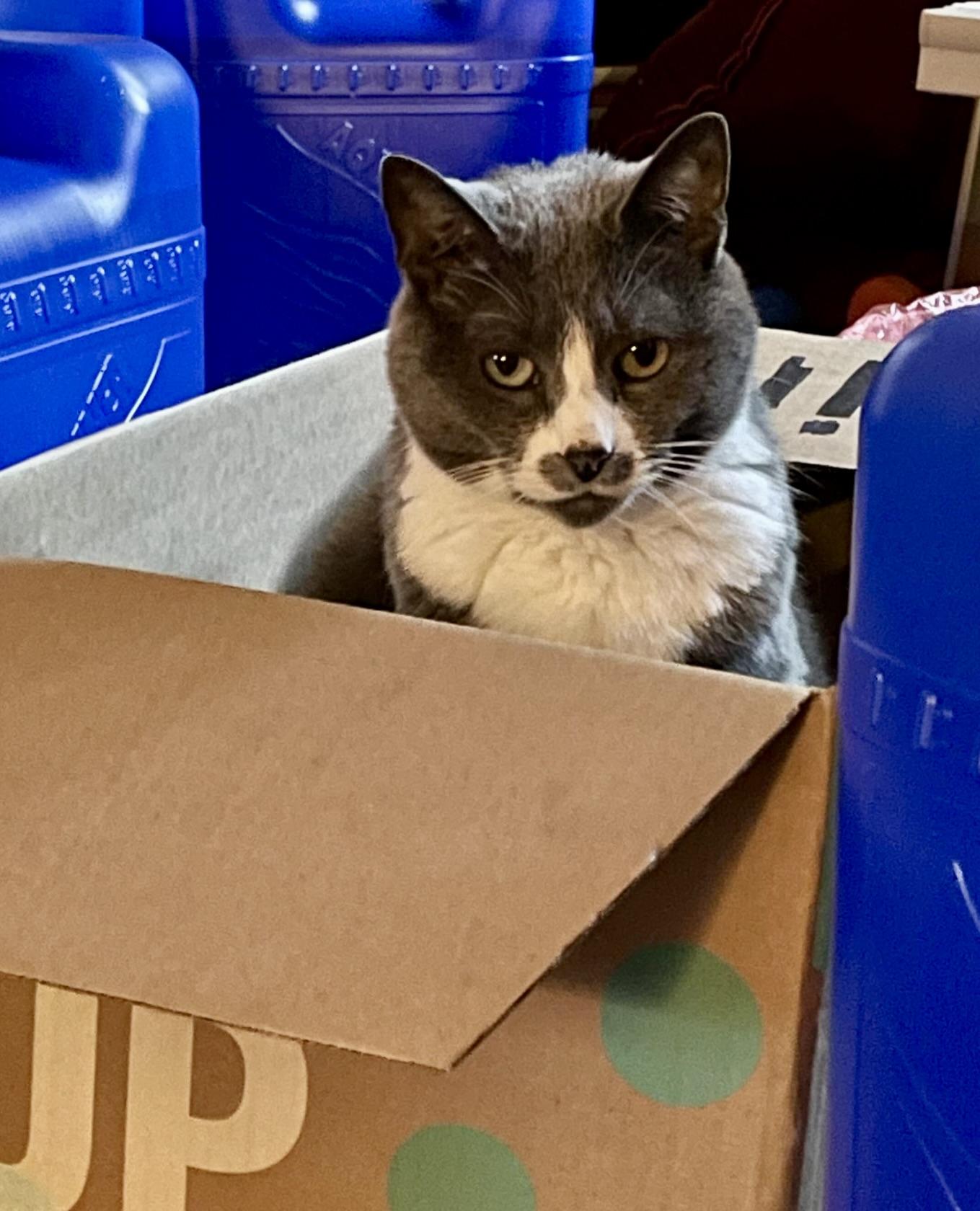 Enlarge Misty, a ADOPTABLE Domestic Short Hair in BLACK MOUNTAIN, NC image 1/5