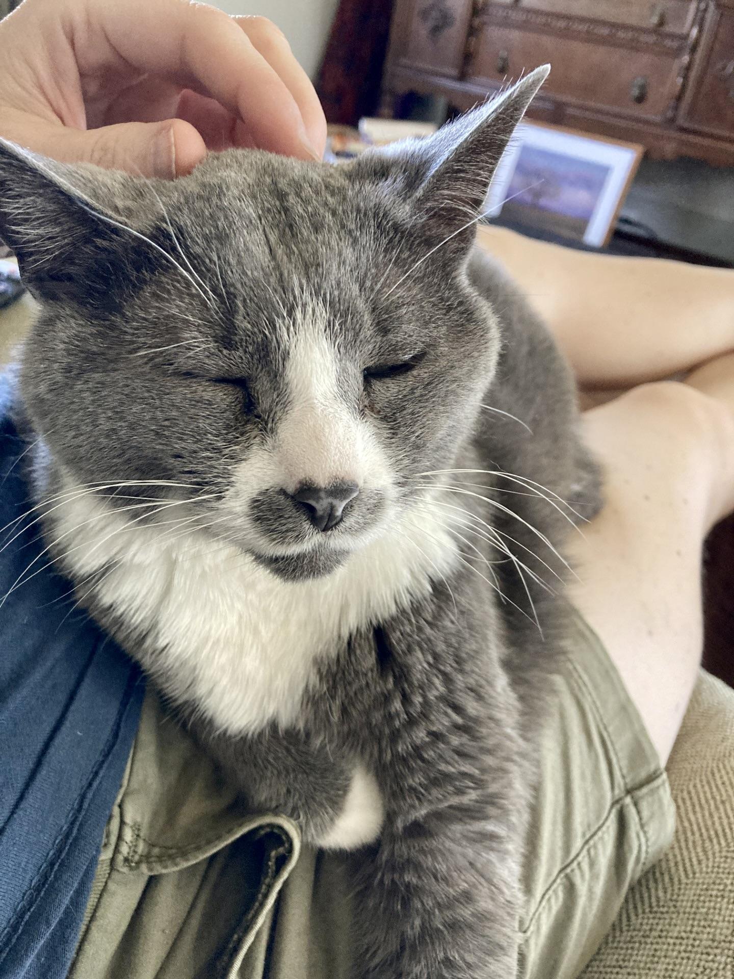 Enlarge Misty, a ADOPTABLE Domestic Short Hair in BLACK MOUNTAIN, NC image 5/5