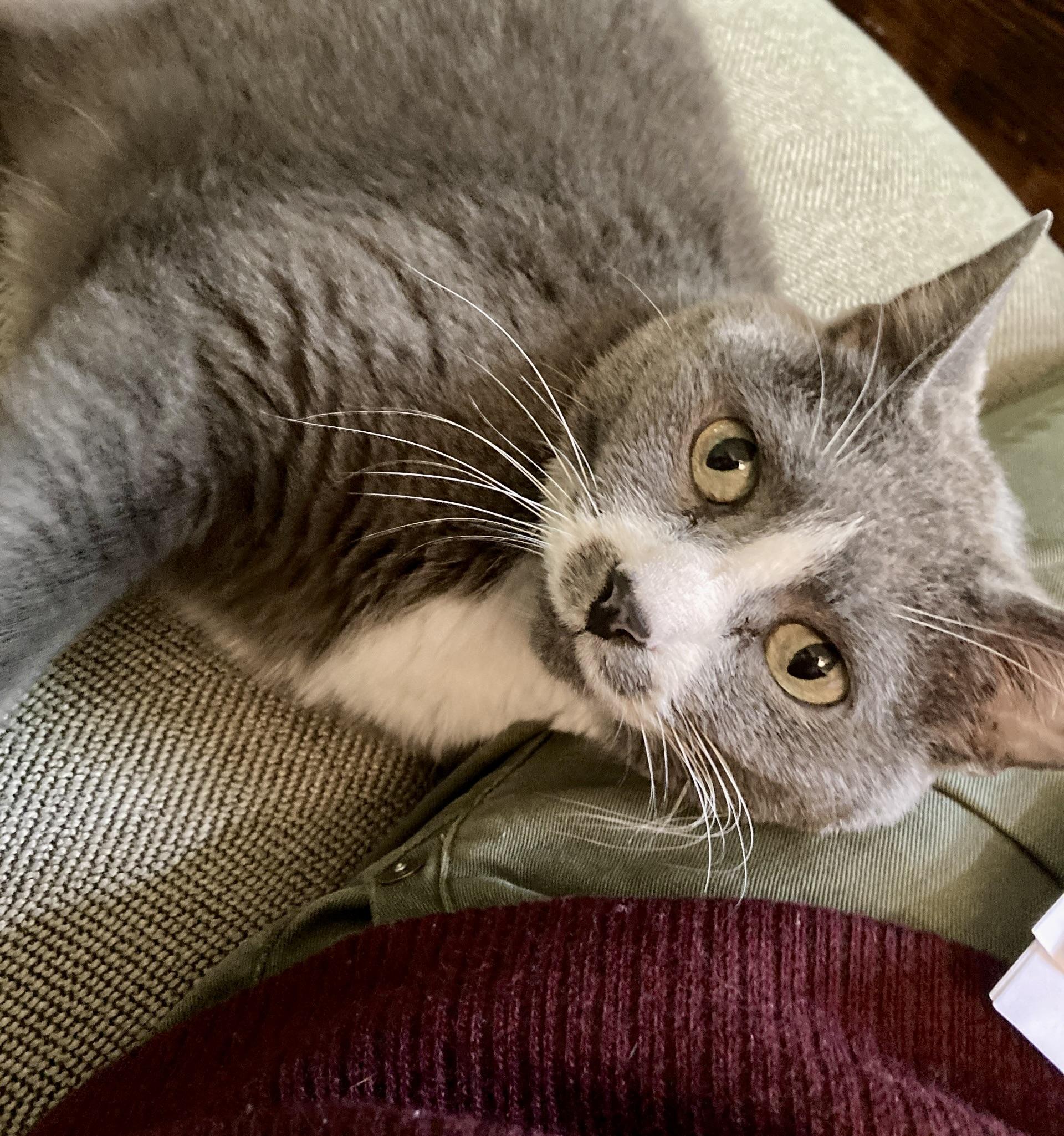 Enlarge Misty, a ADOPTABLE Domestic Short Hair in BLACK MOUNTAIN, NC image 2/5