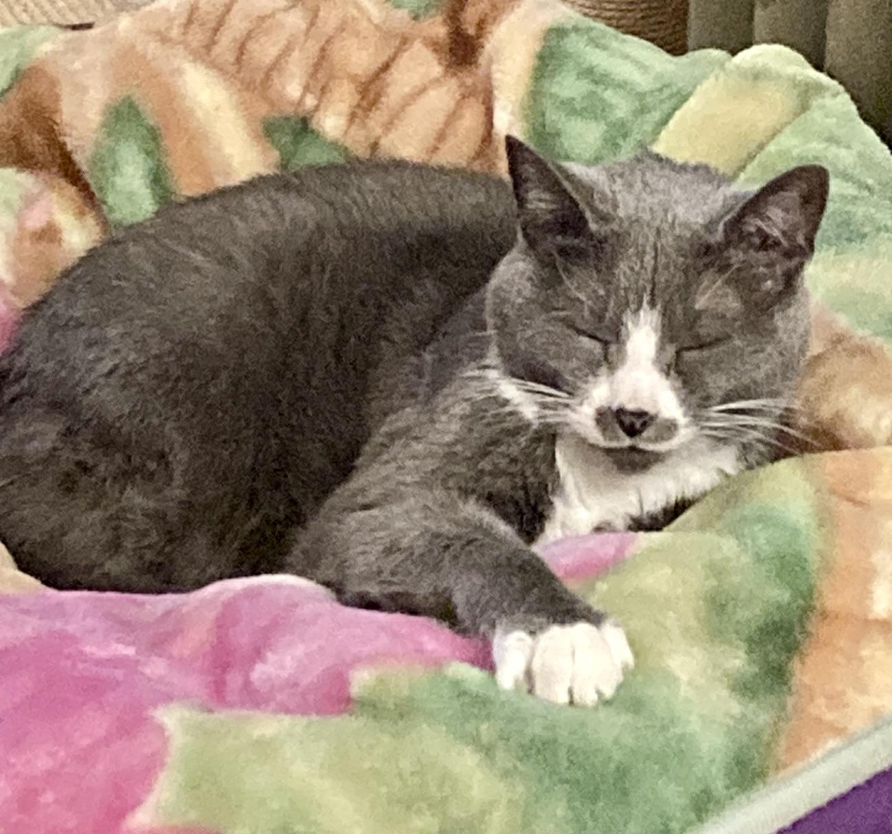 Enlarge Misty, a ADOPTABLE Domestic Short Hair in BLACK MOUNTAIN, NC image 3/5