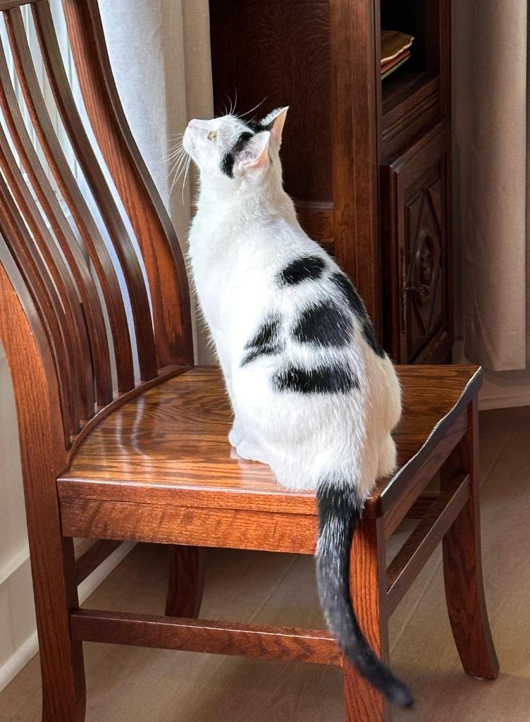 Thor, Adoptable, Young Male Domestic Short Hair.