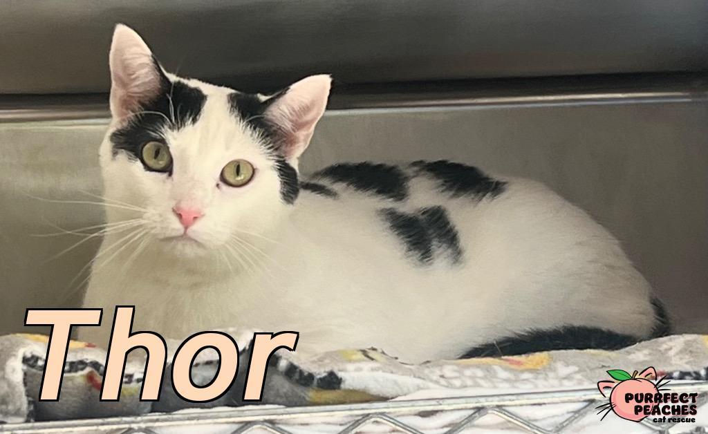 Enlarge Thor, a Adoptable mixed breed in Douglasville, GA image 2/4