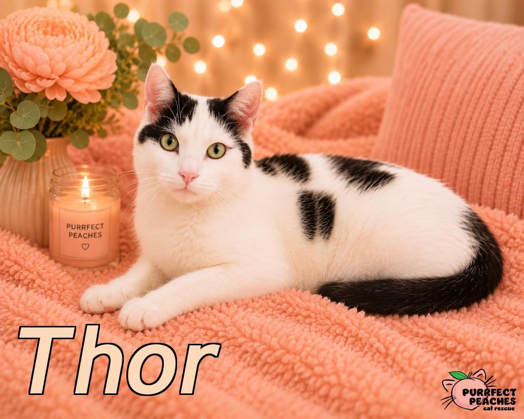 Enlarge Thor, a Adoptable mixed breed in Douglasville, GA image 4/4
