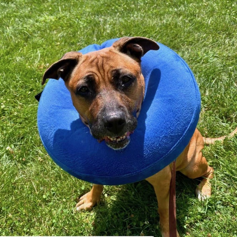 Enlarge FAITH, a ADOPTABLE Mixed Breed in Orangeburg, NY image 2/4