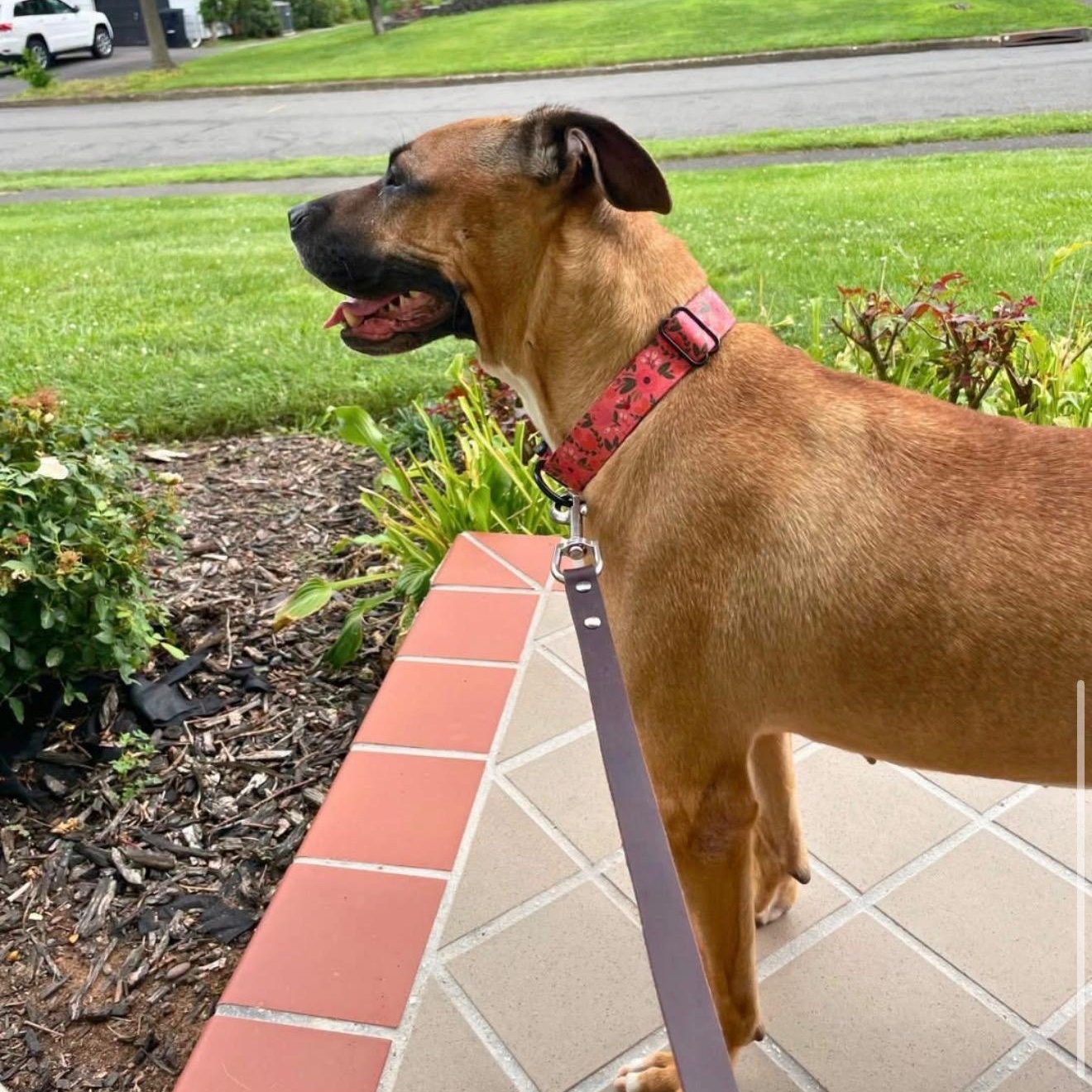 Enlarge FAITH, a ADOPTABLE Mixed Breed in Orangeburg, NY image 3/4