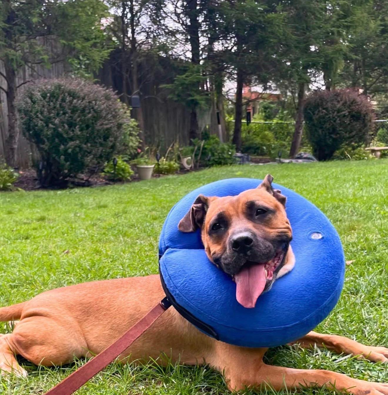 FAITH, ADOPTABLE, Adult Female Mixed Breed.