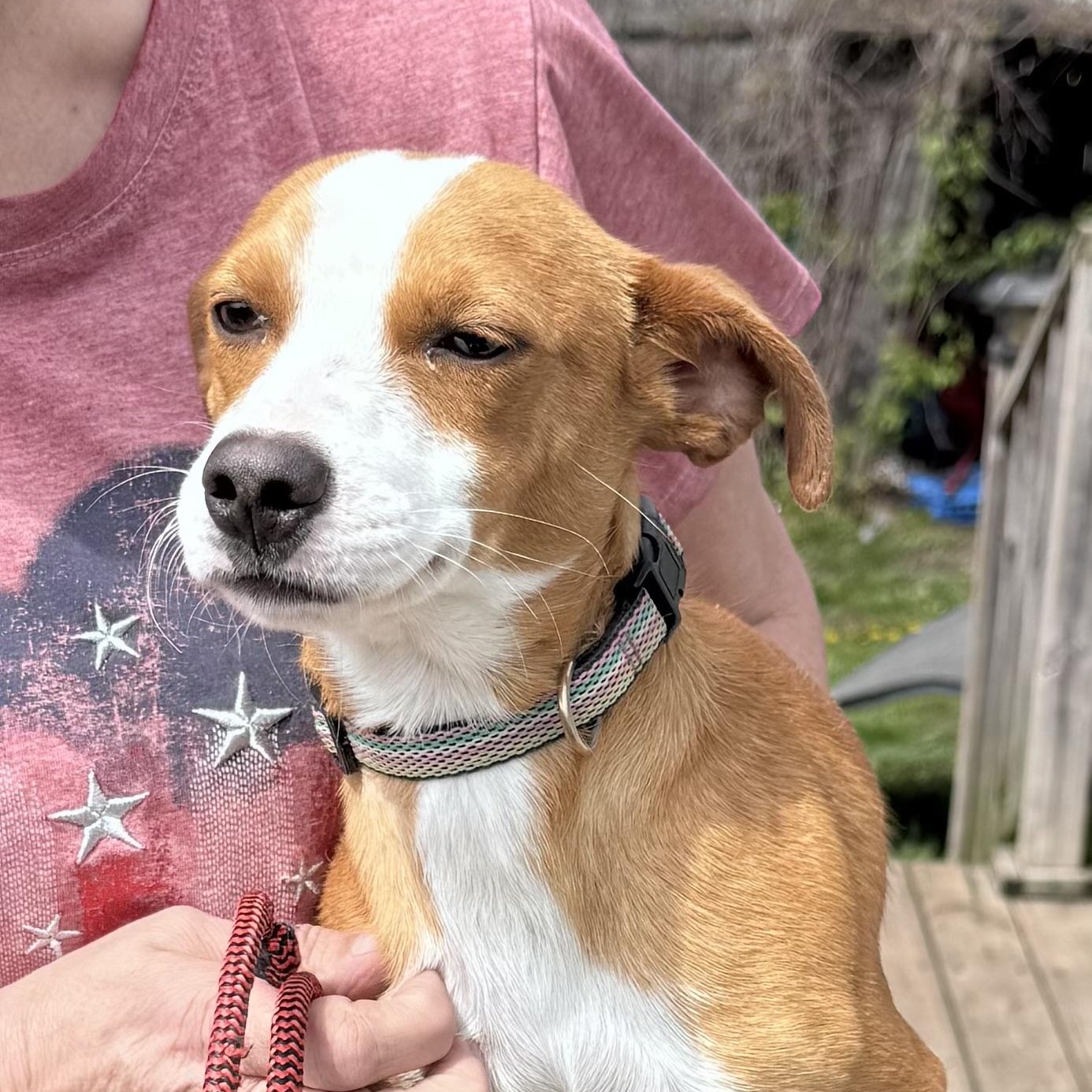 Dot, an adopted mixed breed in Coldwater, MI image 3/3