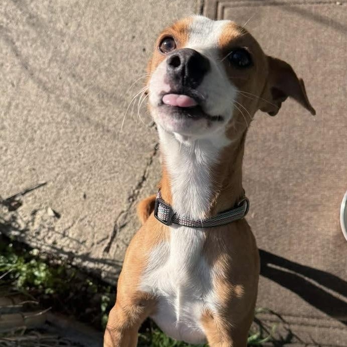 Dot, an adopted mixed breed in Coldwater, MI image 1/3