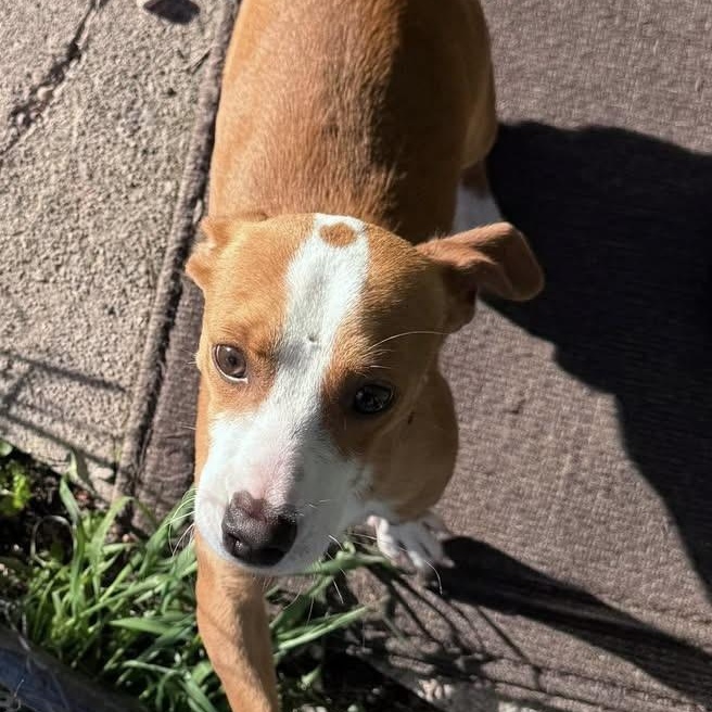 Dot, an adopted mixed breed in Coldwater, MI image 2/3