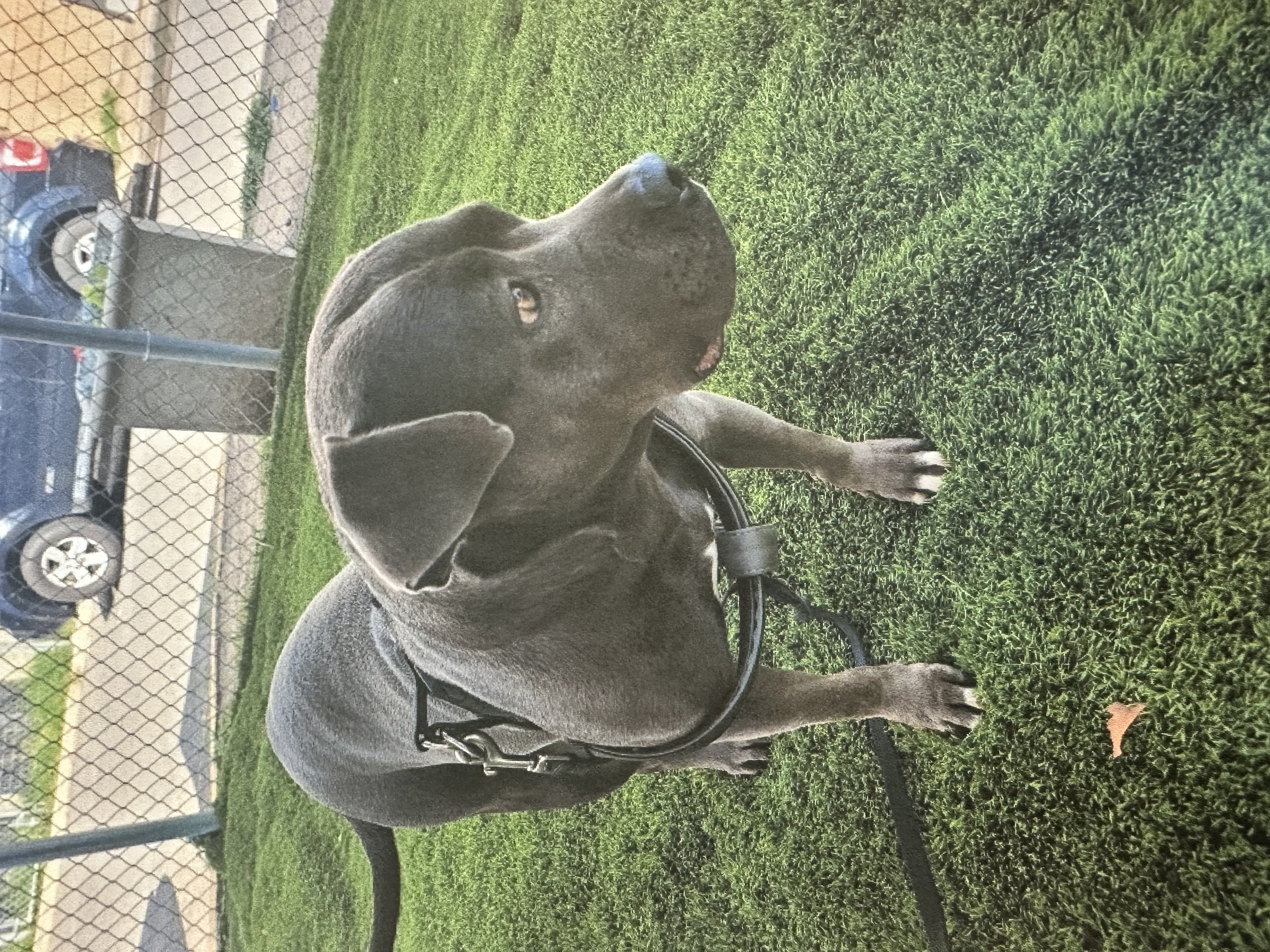 Imani- In Foster, Adoptable, Adult Female Pit Bull Terrier.