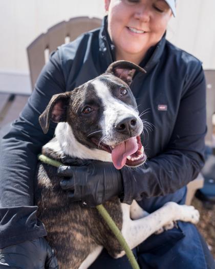 Cornflower, Adoptable, Young Male Mixed Breed & Mixed Breed.