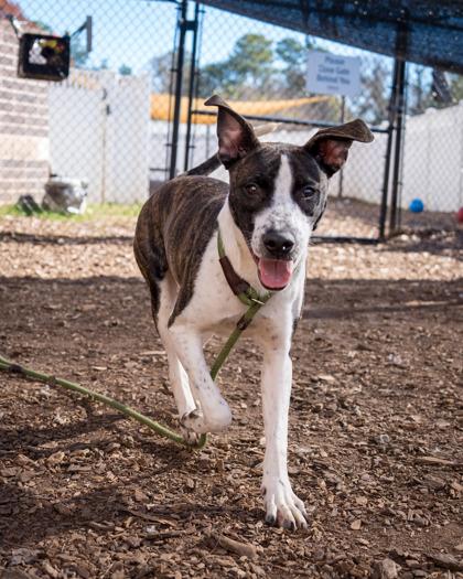 Enlarge Cornflower, a Adoptable Mixed Breed in Chamblee, GA image 3/3