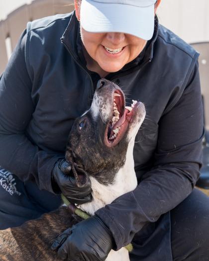 Enlarge Cornflower, a Adoptable Mixed Breed in Chamblee, GA image 3/3