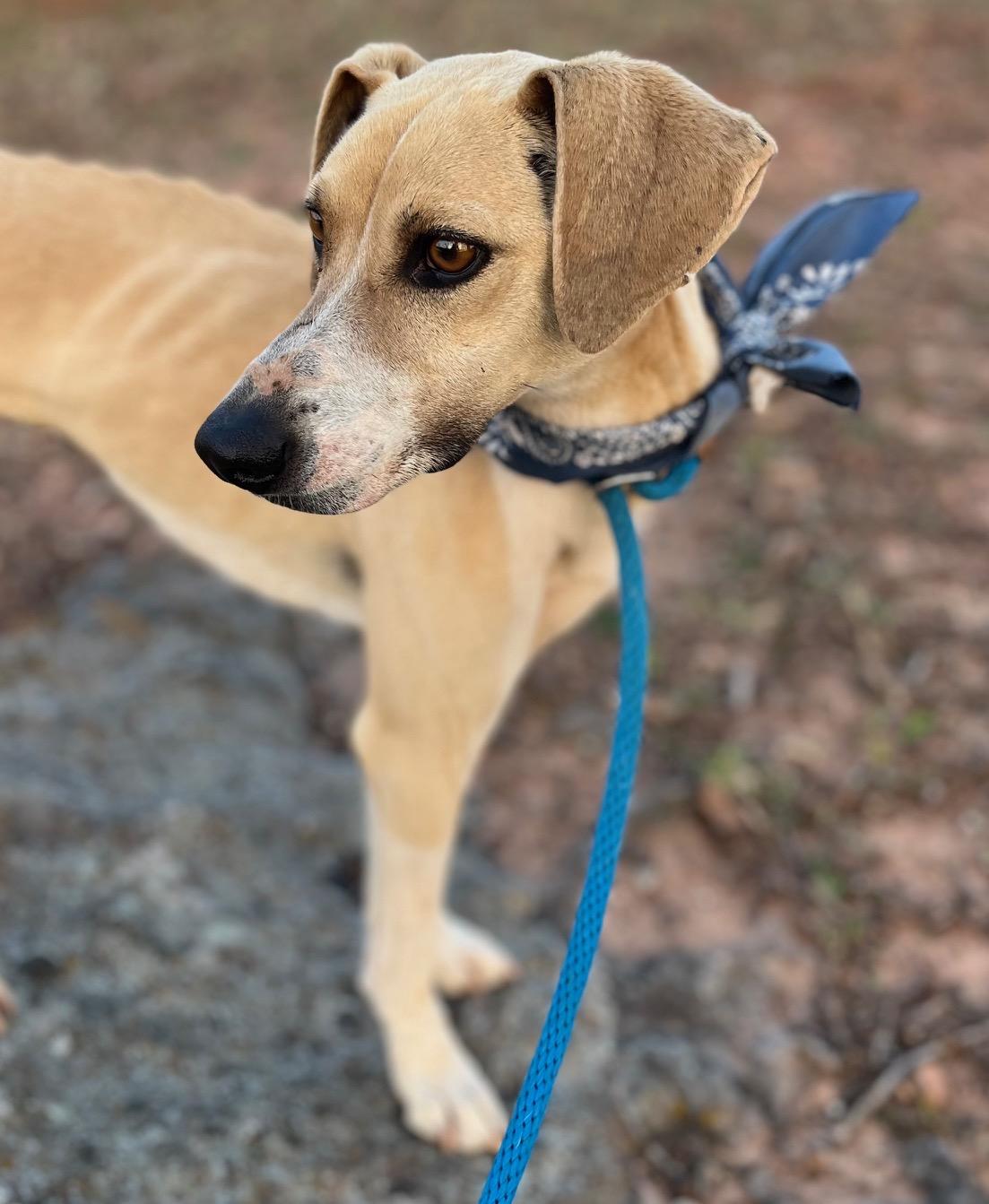 Enlarge Jessie, an adopted mixed breed in Salem, NH image 4/6
