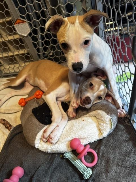 DELTA, Adoptable, Young Female Boxer.