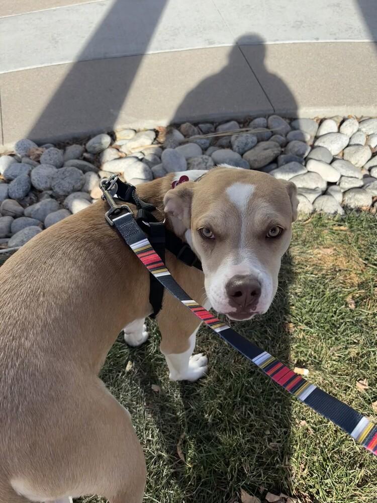 Enlarge DELTA, a Adoptable Boxer in Broomfield, CO image 2/6