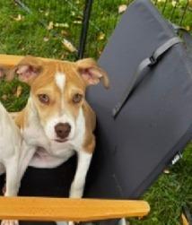 Enlarge DELTA, a Adoptable Boxer in Broomfield, CO image 3/6