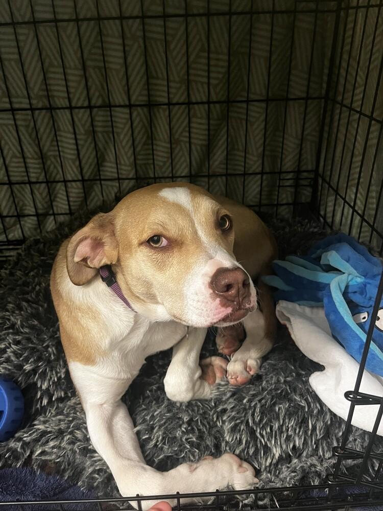 Enlarge DELTA, a Adoptable Boxer in Broomfield, CO image 4/6