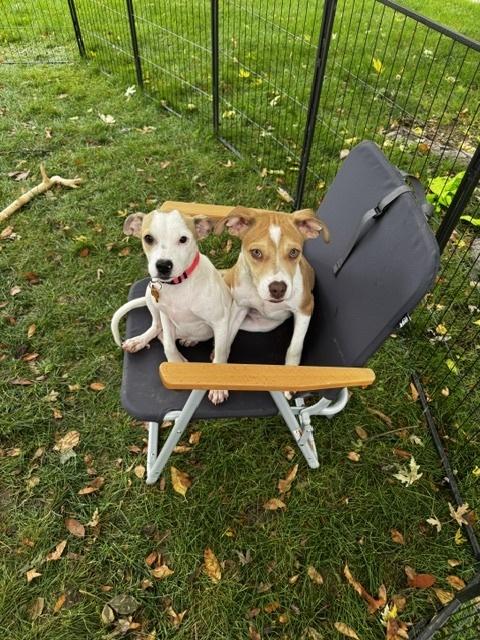 Enlarge DELTA, a Adoptable Boxer in Broomfield, CO image 5/6