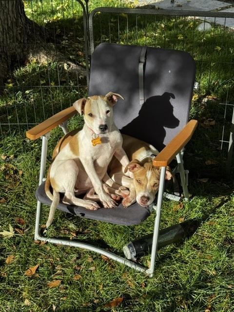 Enlarge DELTA, a Adoptable Boxer in Broomfield, CO image 6/6