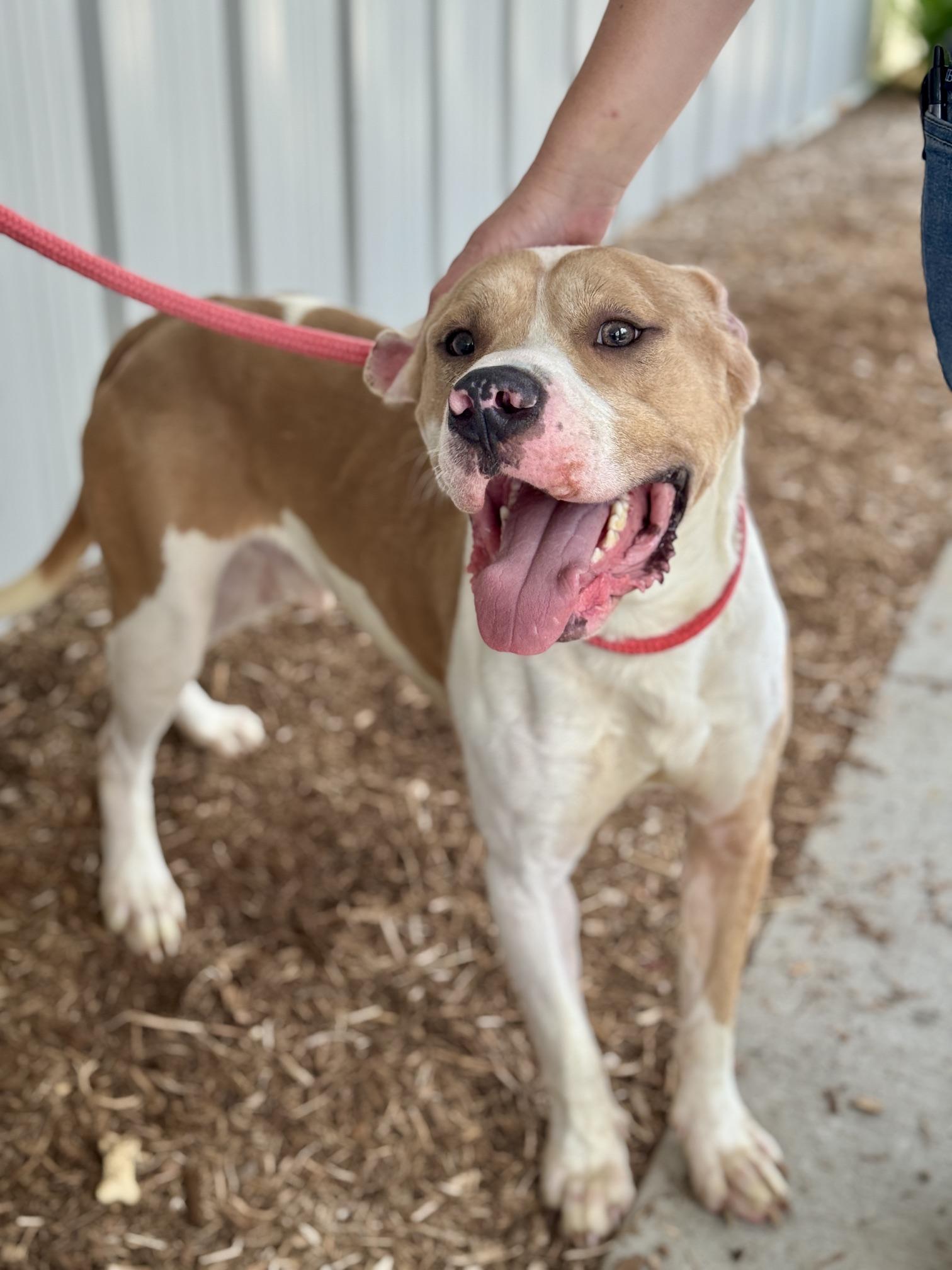 Coal, a Adoptable mixed breed in Benton Harbor, MI image 3/5