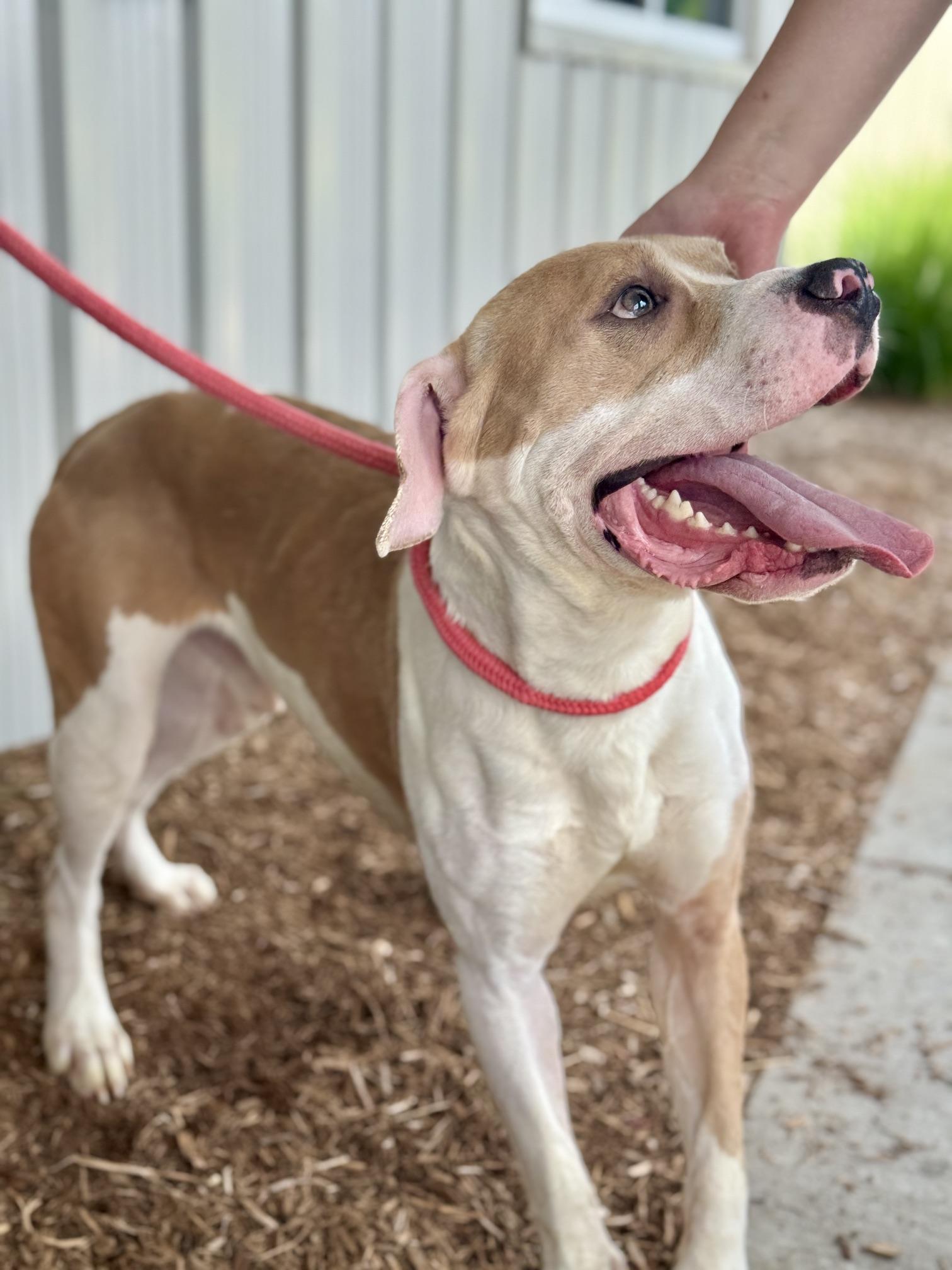 Coal, a Adoptable mixed breed in Benton Harbor, MI image 2/5