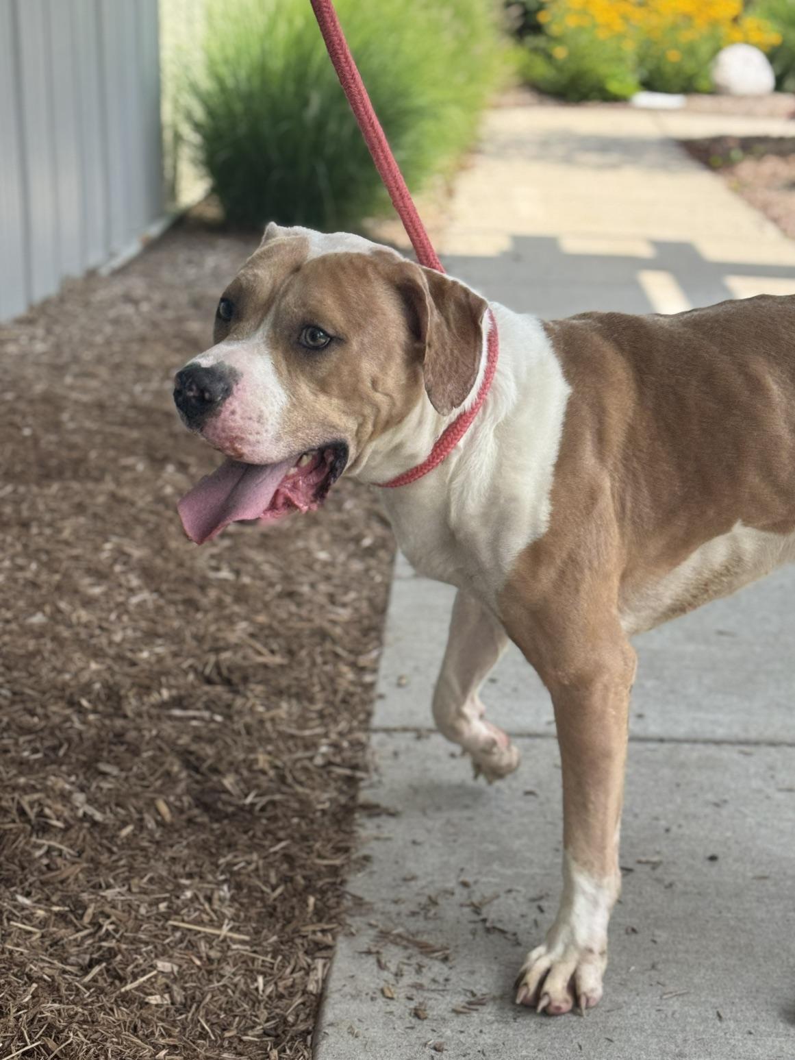Coal, a Adoptable mixed breed in Benton Harbor, MI image 4/5