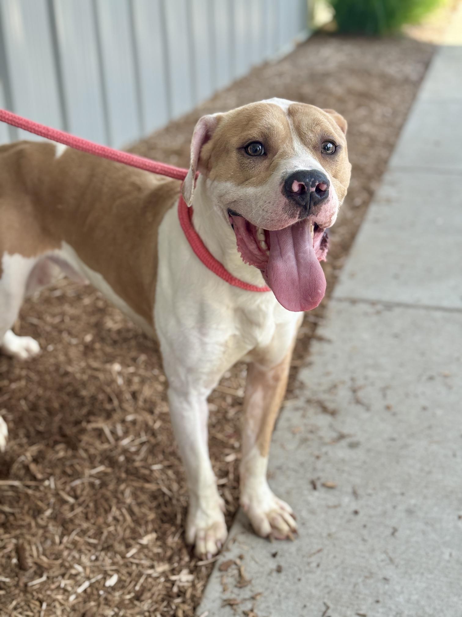 Coal, a Adoptable mixed breed in Benton Harbor, MI image 1/5
