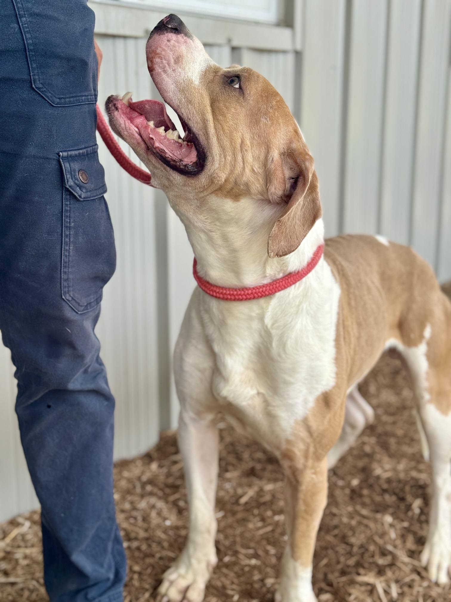 Coal, a Adoptable mixed breed in Benton Harbor, MI image 5/5