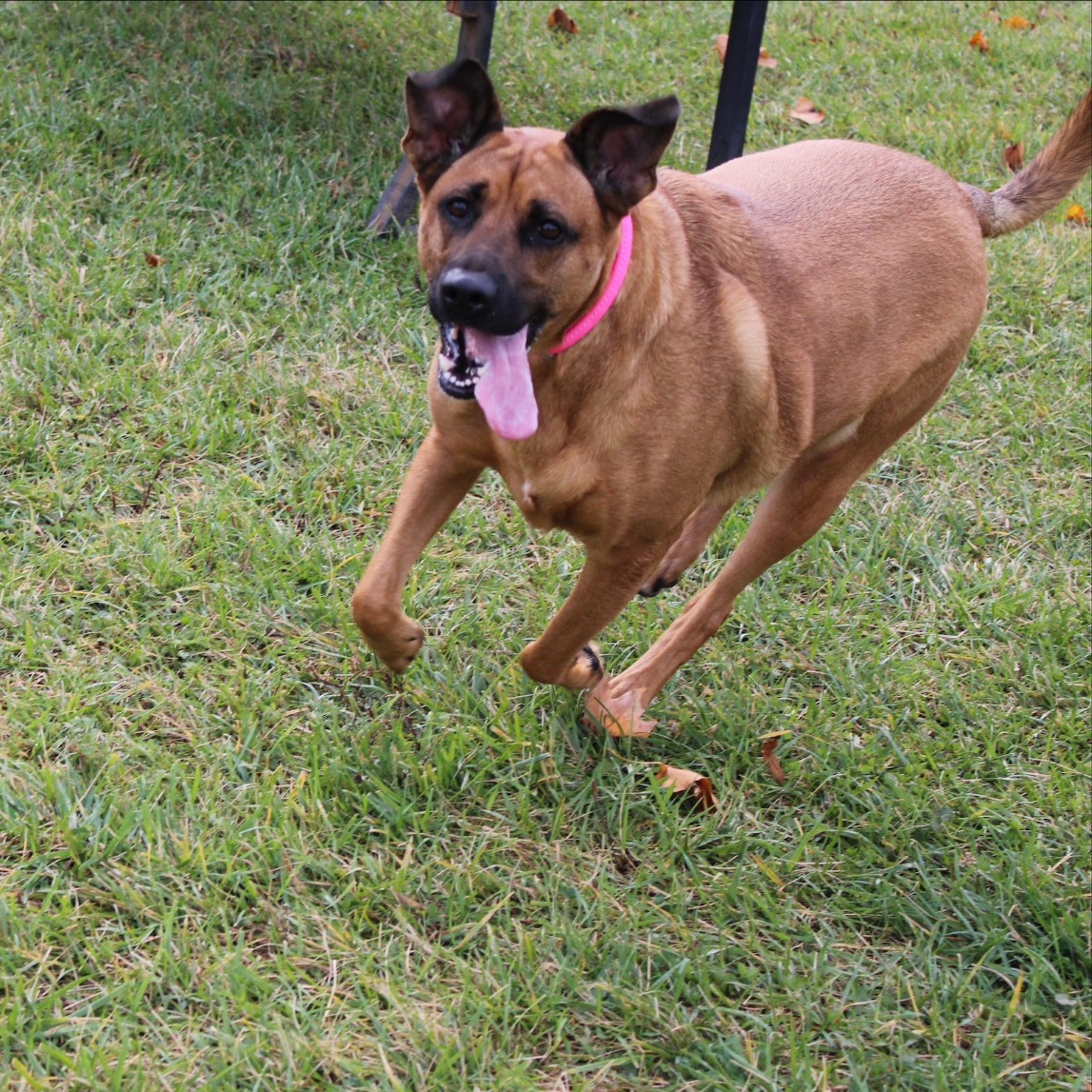 Dog for adoption Rose Mellow, a Mixed Breed in Cooperstown, NY