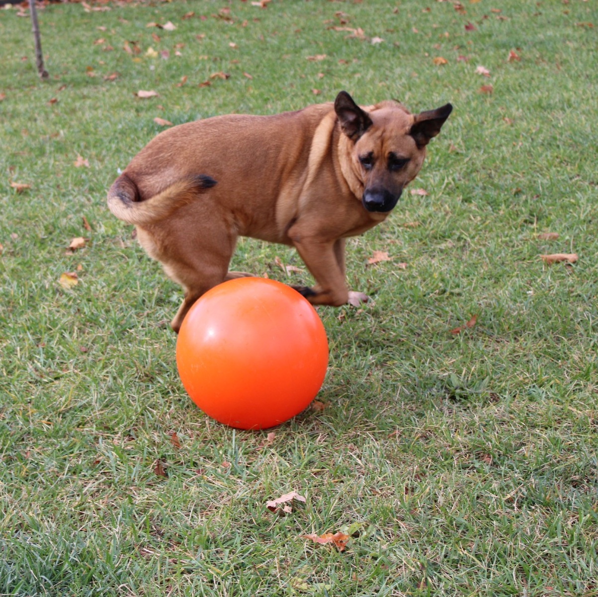 Dog for adoption Rose Mallow, a Mixed Breed in Cooperstown, NY