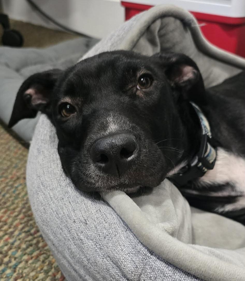 Enlarge Peggy, a ADOPTABLE mixed breed in Grand Rapids, MI image 3/4