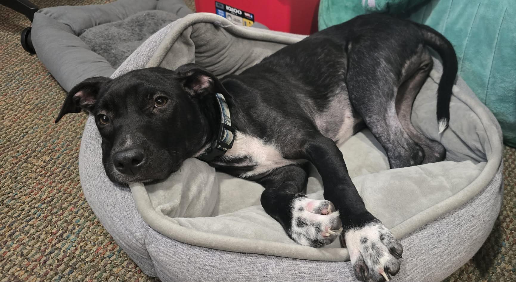 Enlarge Peggy, a ADOPTABLE mixed breed in Grand Rapids, MI image 4/4