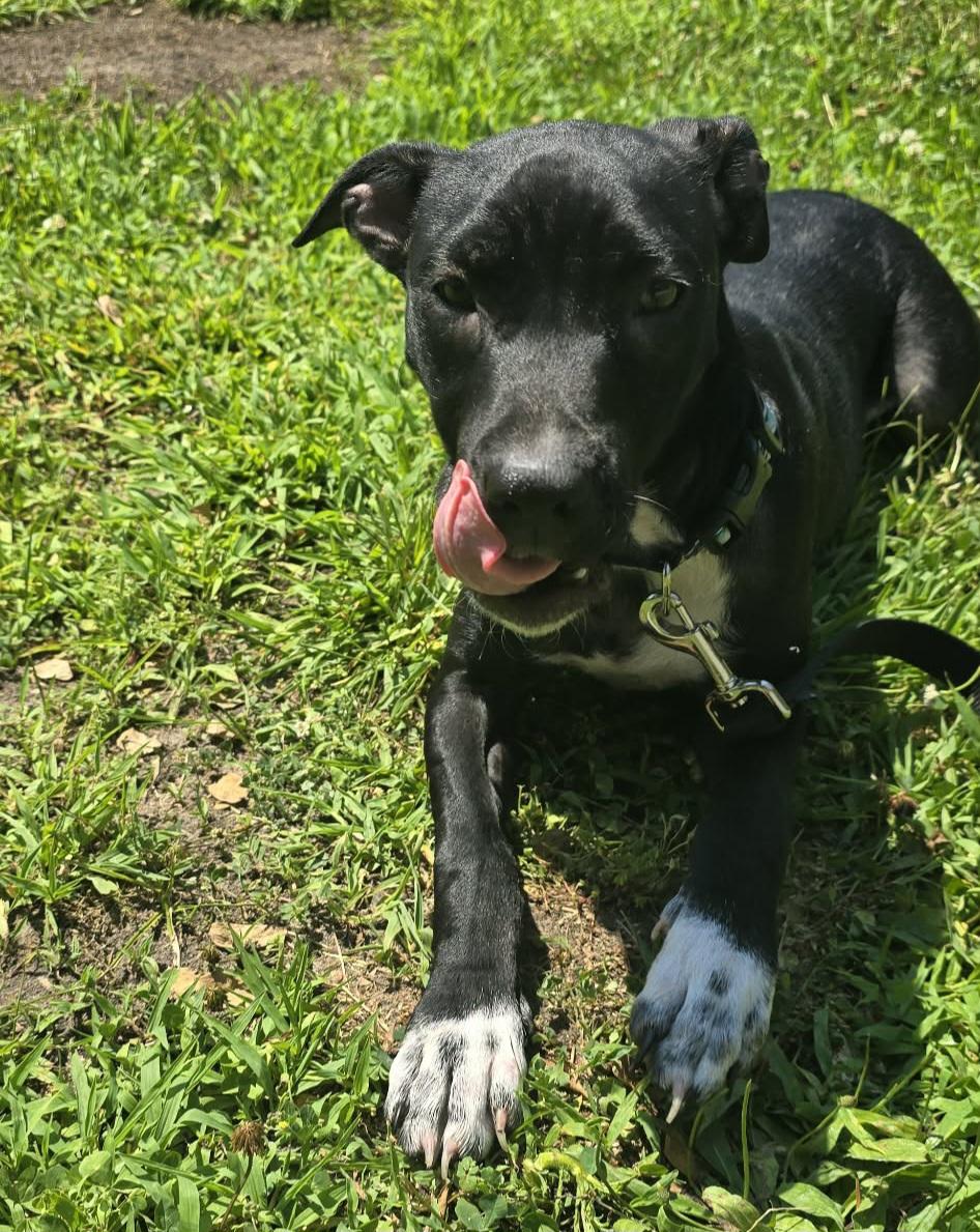 Enlarge Peggy, a ADOPTABLE mixed breed in Grand Rapids, MI image 2/4