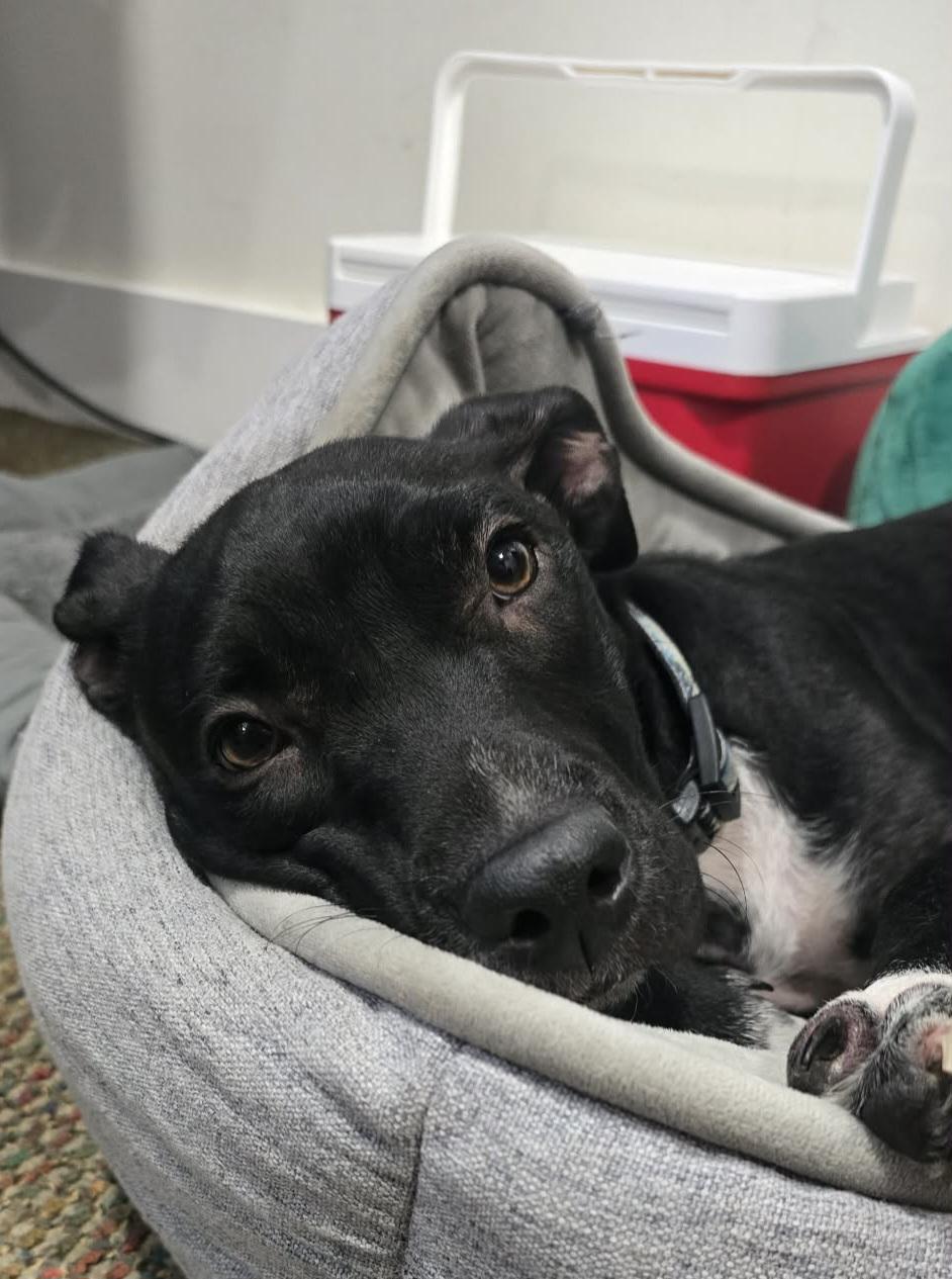 Peggy, ADOPTABLE, Puppy Female Black Labrador Retriever.