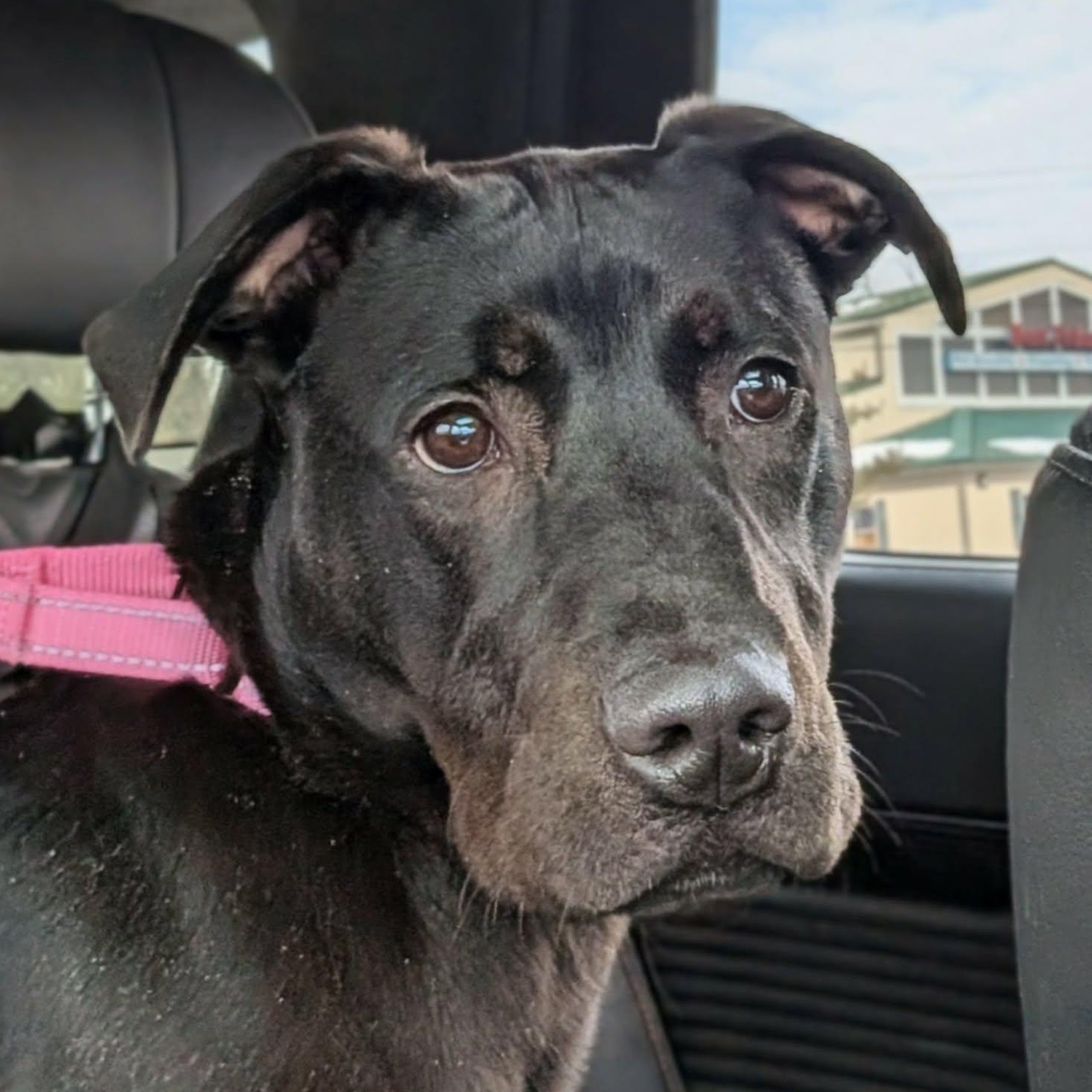Tibby, ADOPTABLE, Young Female Black Labrador Retriever & Labrador Retriever.