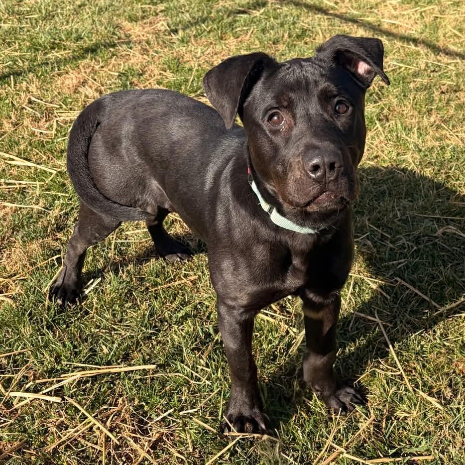 Enlarge Tibby, a ADOPTABLE mixed breed in Bristol, CT image 1/5