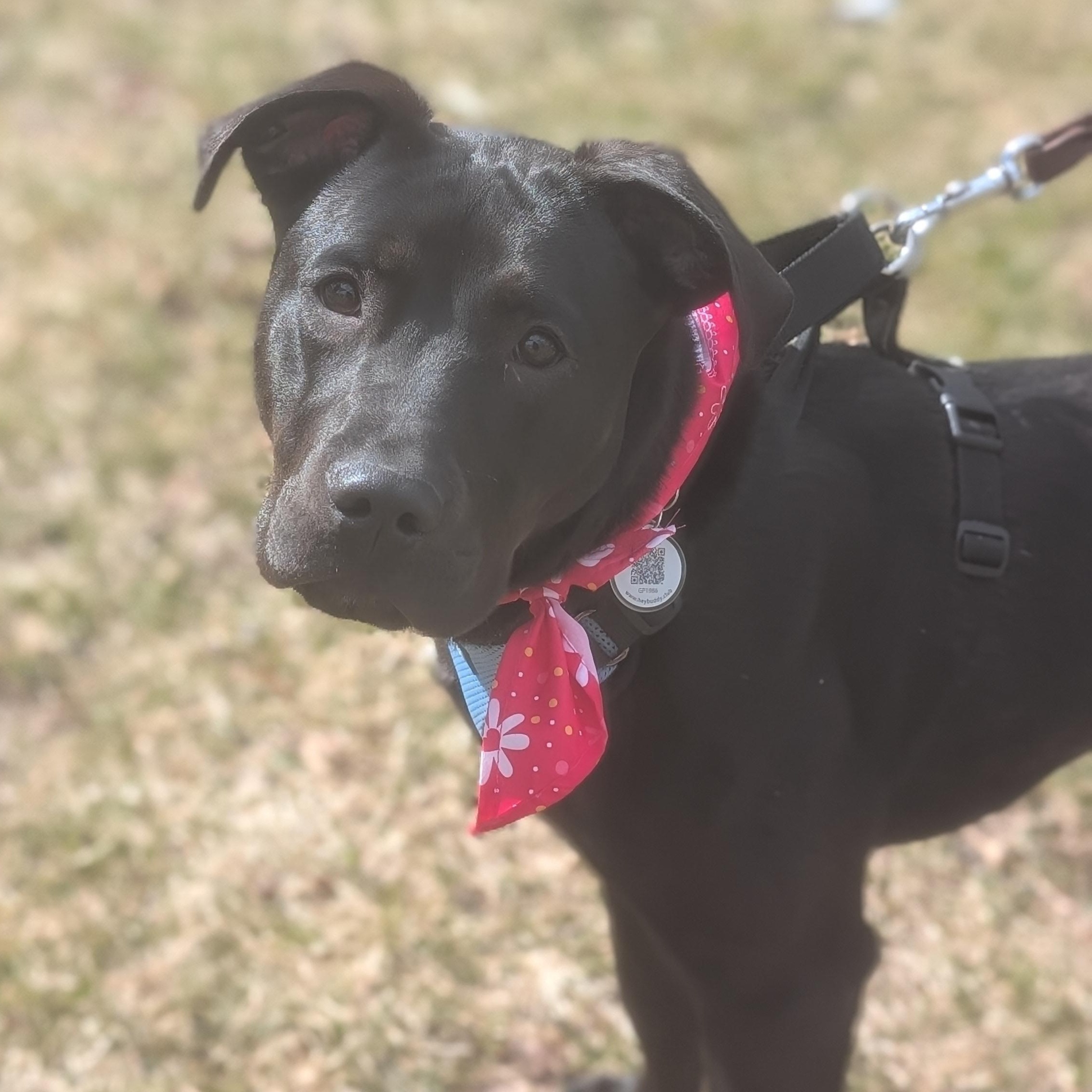 Tibby, a ADOPTABLE mixed breed in Burlington, CT image 2/6