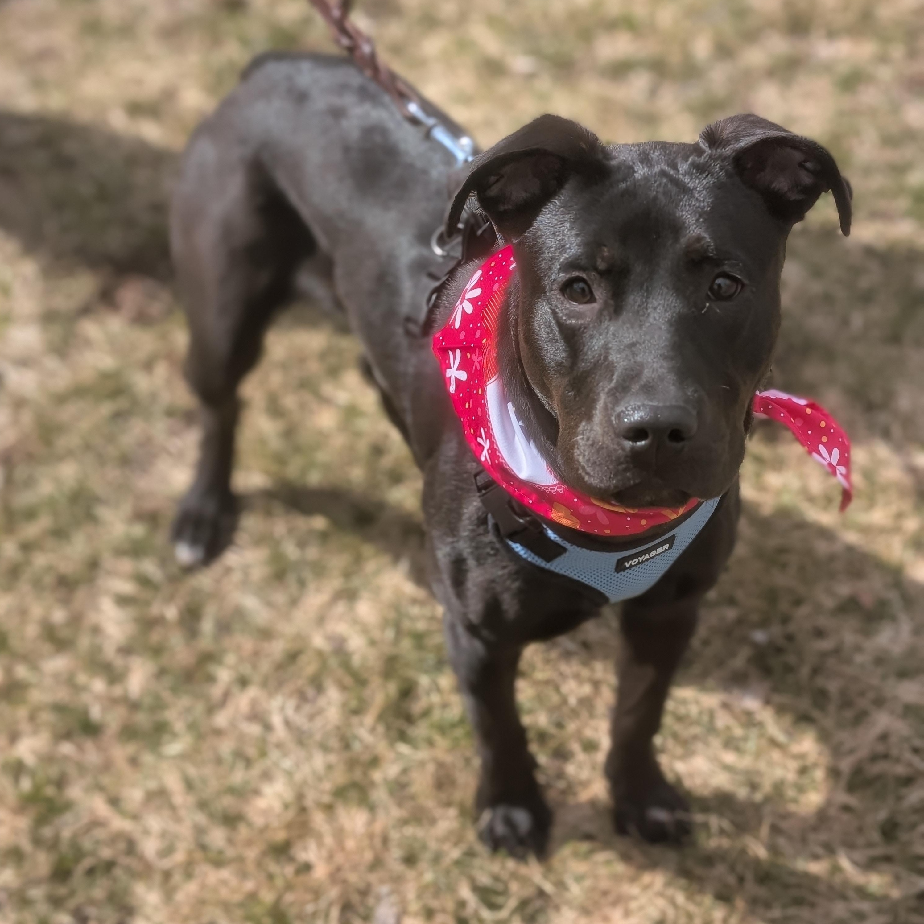 Tibby, a ADOPTABLE mixed breed in Burlington, CT image 1/6